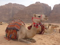 Wadi Rum, unsere Kamele
