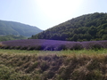 Lavendel, Baronnies Provencales