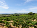 bei Chateauneuf-du-Pape