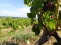 bei Chateauneuf-du-Pape