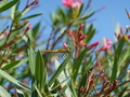 Camargue Libelle