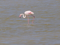 Camargue Flamingo