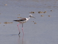 Camargue Stelzenlaeufer