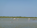 Camargue Stelzenlaeufer und Flamingos