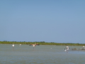 Camargue Flamingos