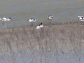 Camargue Brauner Sichler