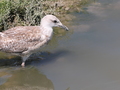 Camargue junge Moewe