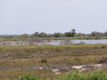 Camargue