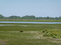 Camargue