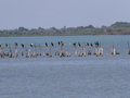 Camargue Kormorane