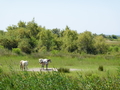 Camargue Pferde