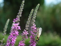 Beziers Schmetterling