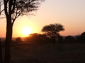 Morgenstimmung in der Serengeti