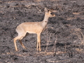 Dikdik-Antilope