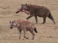 Hyaenen
