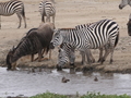 Gnus und Zebras